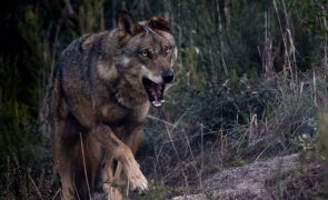 Caça ao lobo volta a ser permitida em Espanha a norte do rio Douro