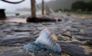 IPMA alerta para dezenas de Caravelas Portuguesas em praias desde Sintra até ao Algarve