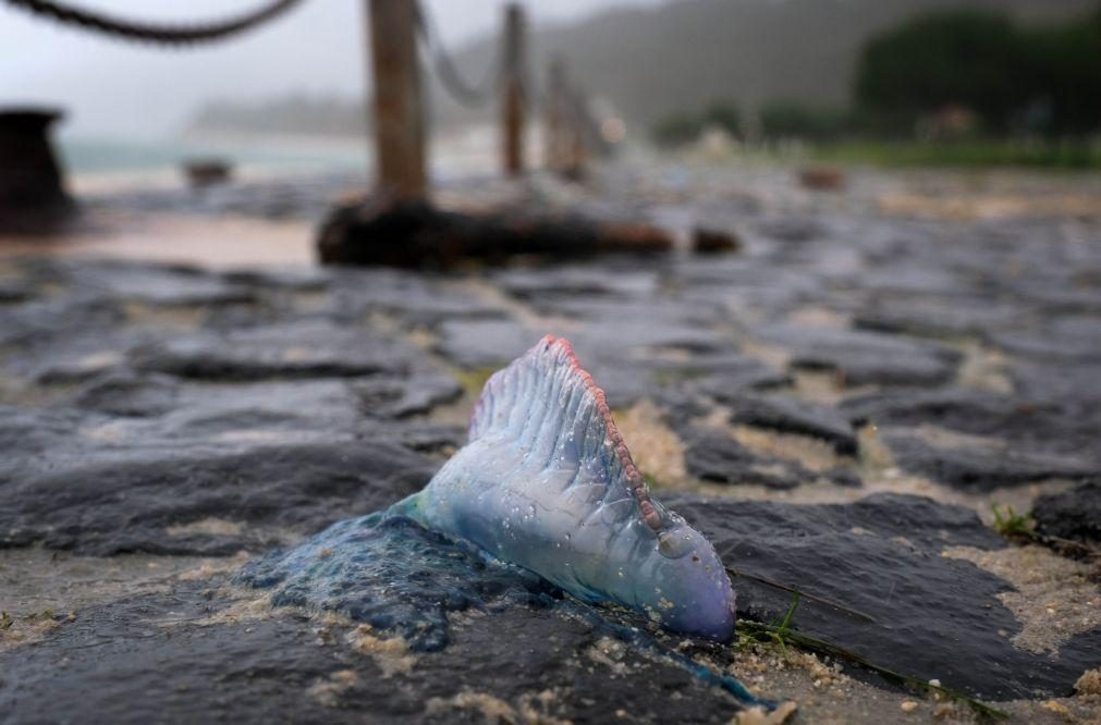 IPMA alerta para dezenas de Caravelas Portuguesas em praias desde Sintra até ao Algarve