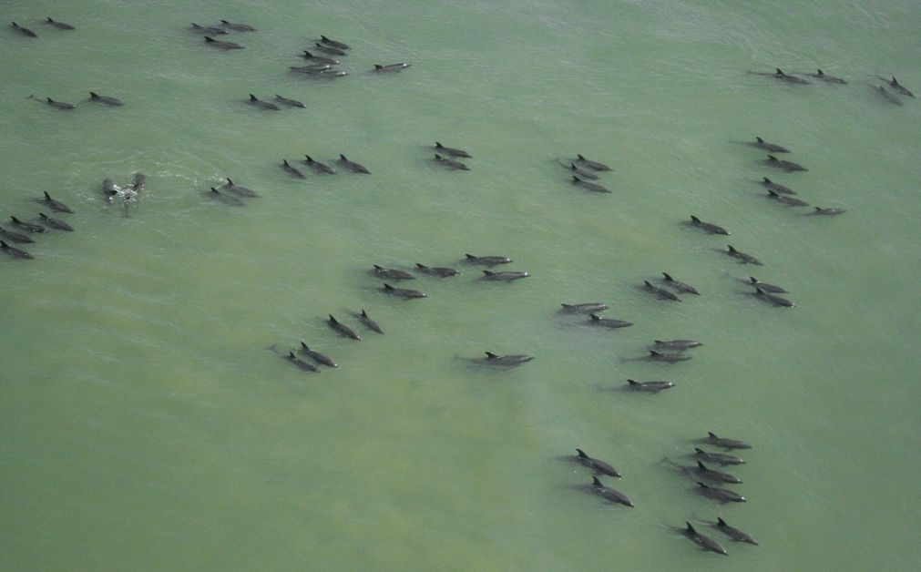 Vírus causou a morte de 200 golfinhos no litoral do Brasil