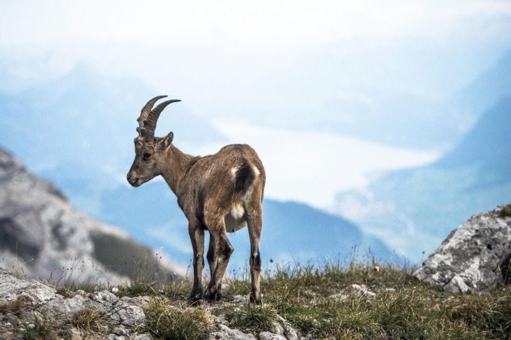 Projeto do Governo com o nome de «cabras sapadoras» ofende bombeiros profissionais