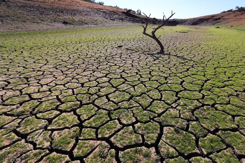 Seca: Agricultores reclamam mais ajudas e maior agilização dos processos