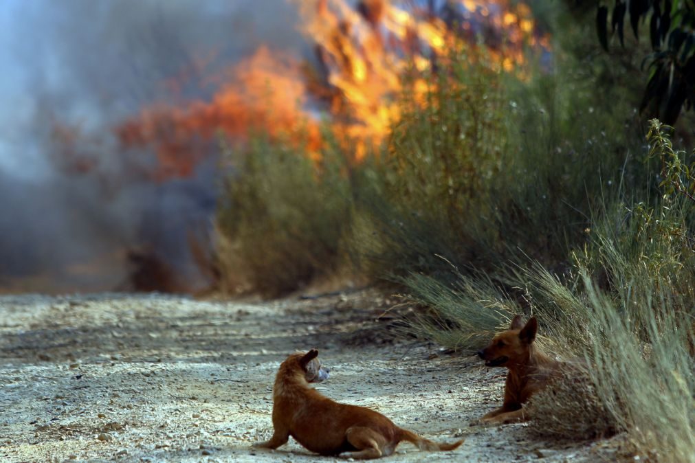 Cinco pessoas detidas em flagrante delito por incêndio florestal