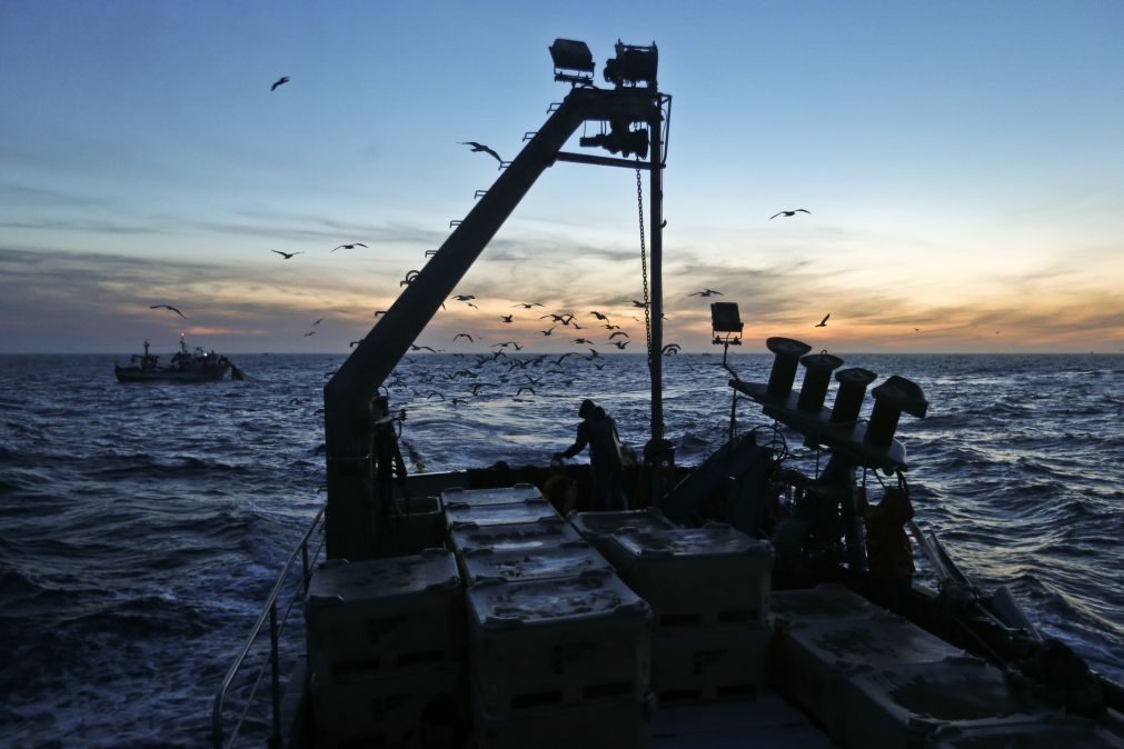 Pesca da sardinha volta a ser proibida até 21 de maio