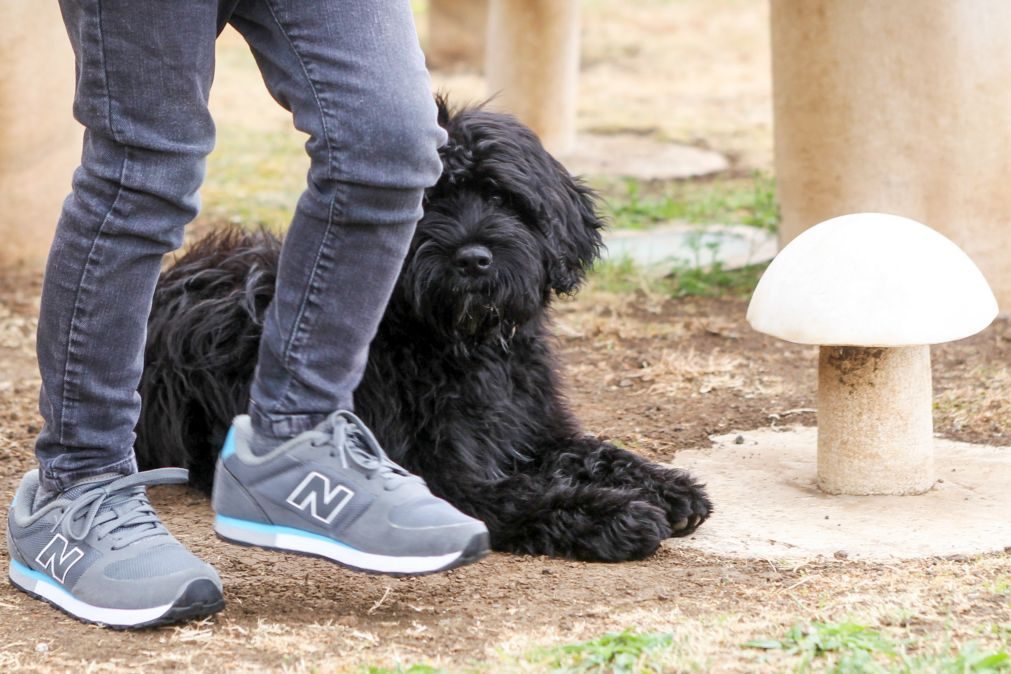 Entrou em vigor a lei que permite entrada de animais em restaurantes