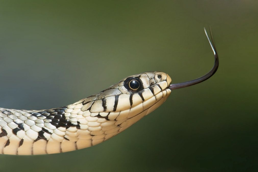 Homem transporta 20 cobras em mala dentro de um avião