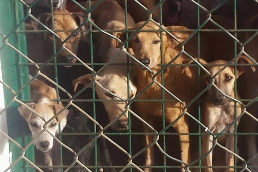 Septuagenária mata 9 cães com veneno e morre intoxicada em Santarém