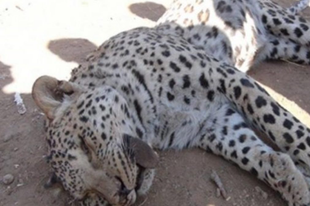 Adolescente salva primo de ataque de leopardo