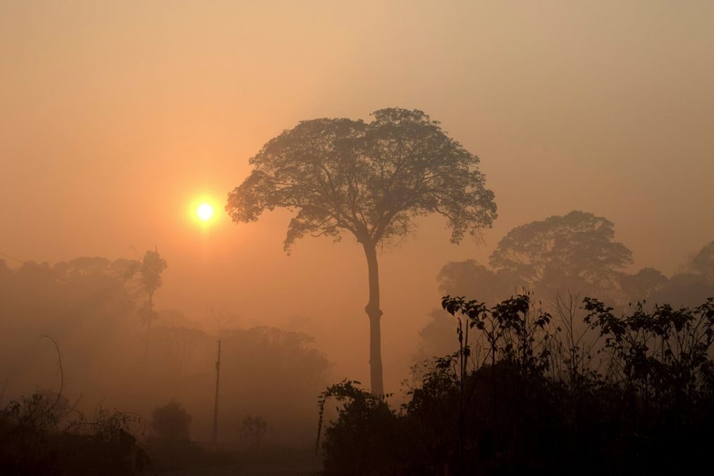 Amnistia quer responsáveis pelos incêndios na Amazónia investigados e acusados