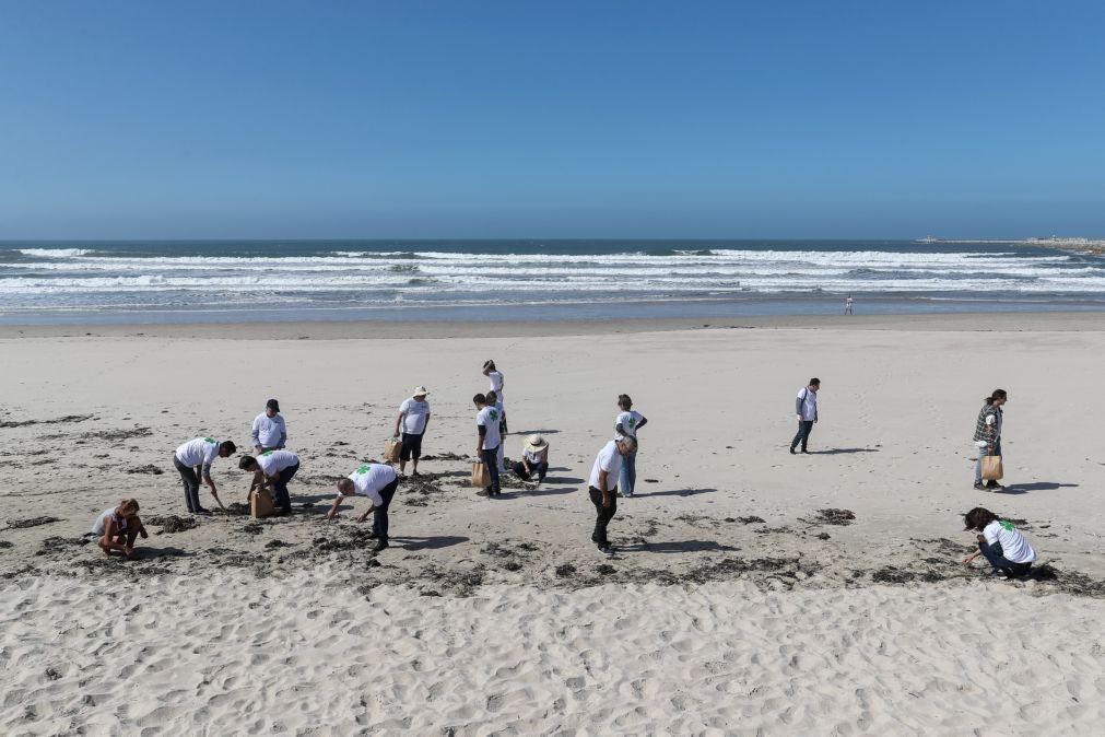 Cidadãos podem retirar madeira acumulada nas praias da Figueira da Foz