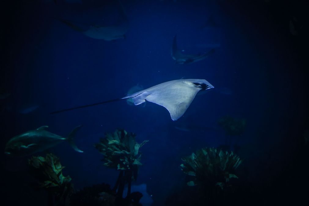 Oceanário com mais mar a partir de domingo