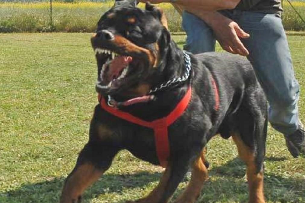 Dona de 26 cães atacada em Valença pelos próprios animais