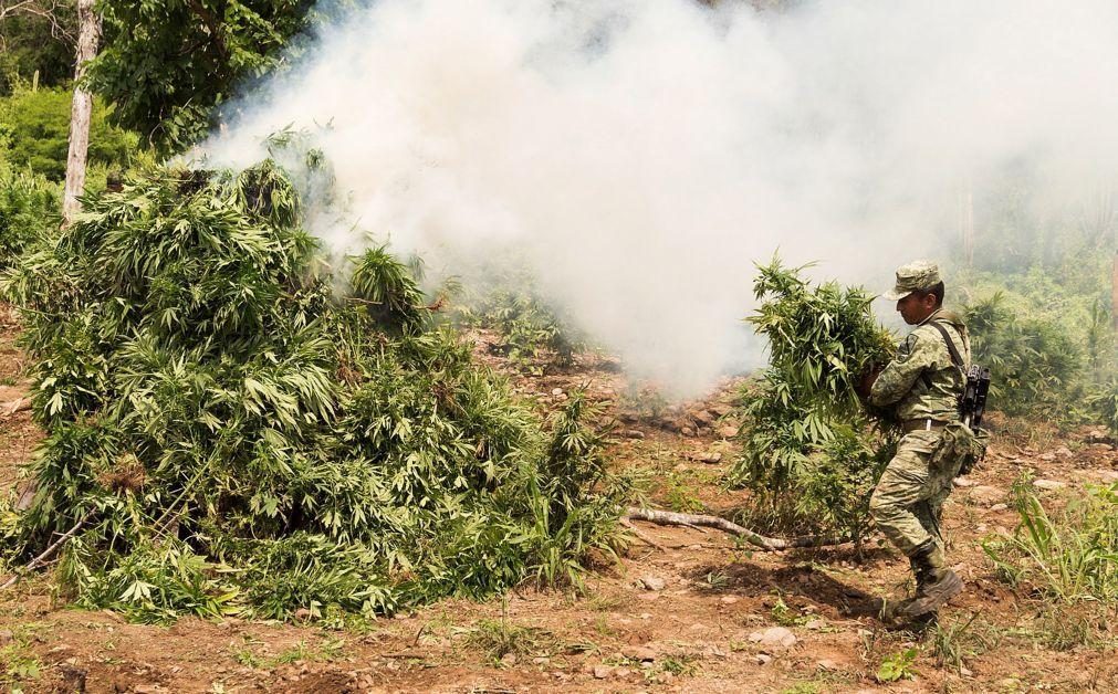 Polícia brasileira anuncia maior apreensão de sempre de marijuana