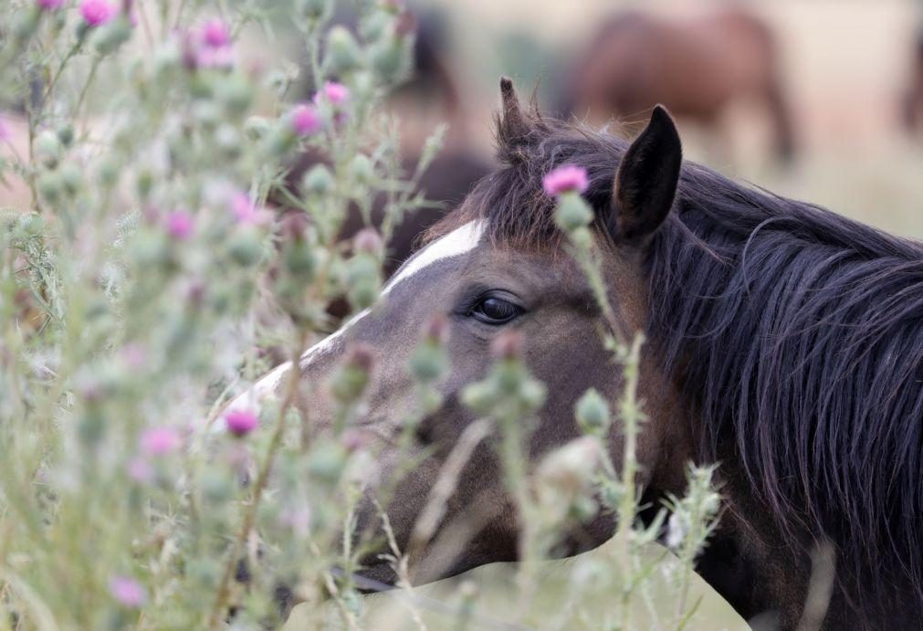 Brasil estuda soro com anticorpos de cavalo para combater o coronavírus