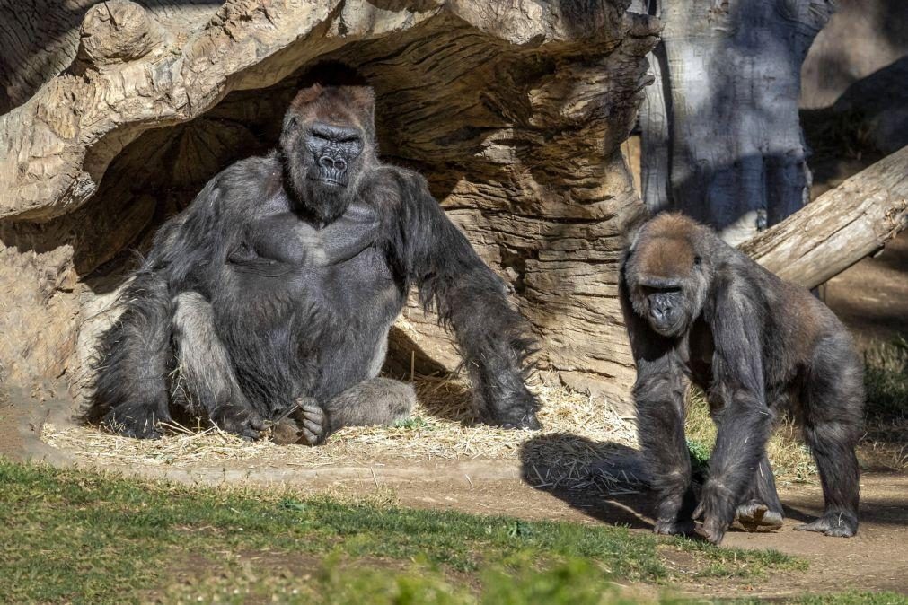 Gorilas do Zoo de San Diego testam positivo para o novo coronavírus