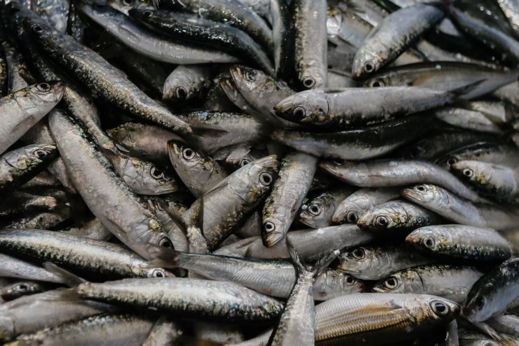 GNR apreende mais de meia tonelada de sardinha em Matosinhos