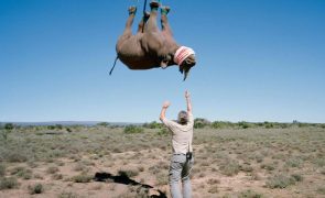 Rinocerontes estão a ser pendurados de cabeça para baixo a pedido de cientistas