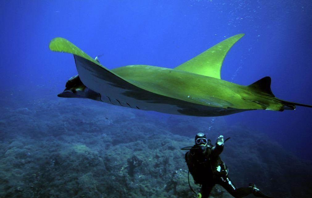 Calor acumulado nos oceanos bateu novos recordes em 2021