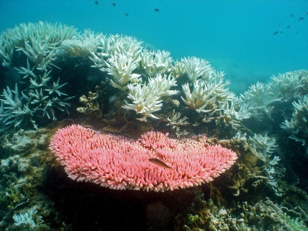 Microrganismos do mar profundo com potencial para recuperar ecossistemas contaminados