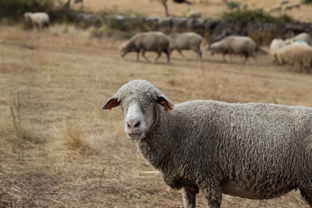 Seca: Produtores das Beiras e Serra da Estrela vendem animais por falta de alimento