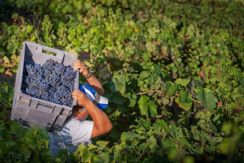 Exportações de vinhos subiram 8% em 2021 para mais de 925 ME