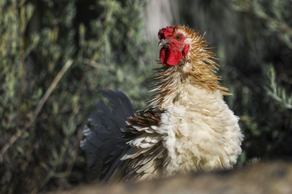 Perto de 230 mil animais abatidos em Portugal com gripe das aves